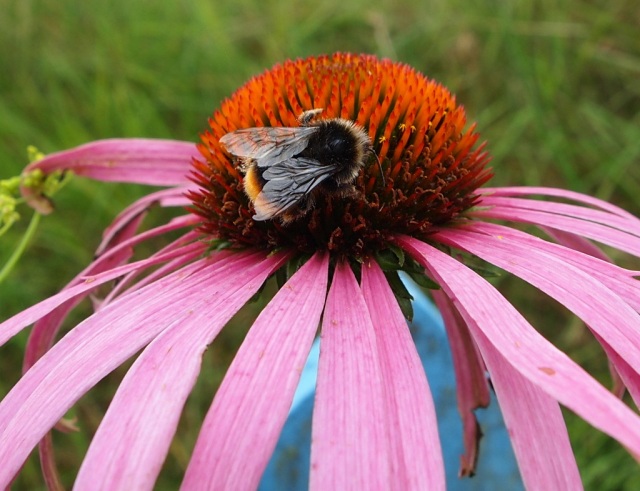 Red tailed bumble